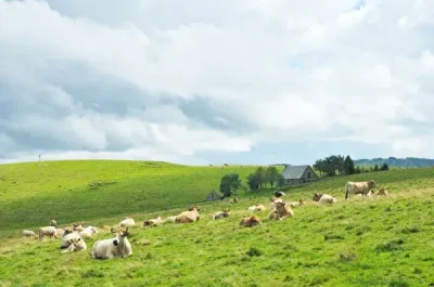 Sortie-quotQue-se-cache-t-il-dans-les-prairies-de-l039Aubracquot-8211-Condom-d039Aubrac_3660525