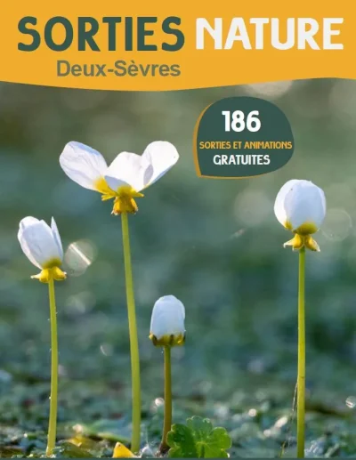 Sorties-nature-Deux-Sevres-Gorgebleue-et-pie-grieche-8211-14-06-2025-8211-Faye-sur-Ardin_2206823
