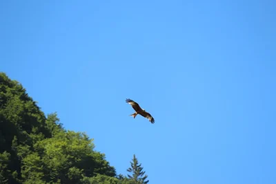 Sous-les-ailes-des-montagnes-8211-03-03-2026-8211-Eaux-Bonnes_3484372