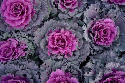 Spectacle-Dans-les-choux-et-dans-les-fleurs-8211-25-10-2025-8211-Labastide-Monrejeau_3107953