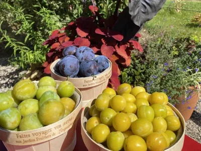 Stage-8211-Des-prunes-et-des-mirabelles-8211-Laquenexy_3738203