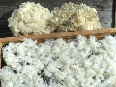 Stage-de-filage-au-fuseau-et-rouet-cardage-et-lavage-de-la-laine-8211-02-08-2025-8211-La-Roche-l039Abeille_2350342