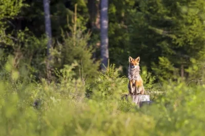 Sur-la-piste-des-animaux-de-la-plaine-8211-30-10-2025-8211-Chatellerault_3181117
