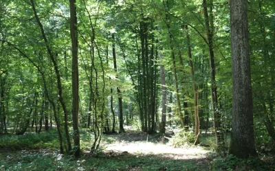 Sur-les-traces-des-animaux-8211-18-10-2025-8211-Le-Boullay-Thierry_2585413