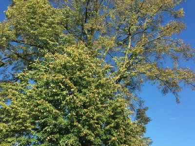 TILLEUL-A-GRANDES-FEUILLES-8211-Fays_1839511