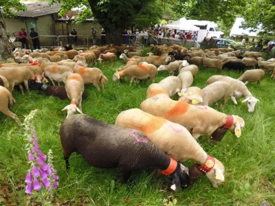 TRANSHUMANCE-8211-TOTAL-FESTUM-8211-06-06-2026-8211-Saint-Hilaire-de-Lavit_3489092