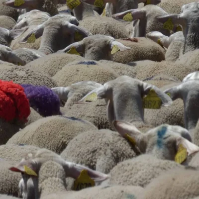 TRANSHUMANCE-AU-MONT-LOZERE-8211-Mont-Lozere-et-Goulet_2104548