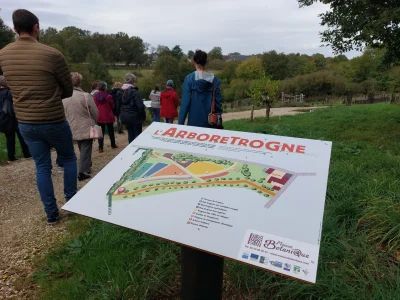 Taille-dete-et-suivi-sur-les-arbres-de-lArboretrogne-a-Boursay-8211-Boursay_3751273
