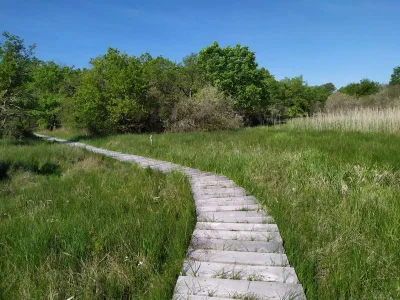 Terres-de-Renard-Reserve-Naturelle-Nationale-de-Cherine-8211-Saint-Michel-en-Brenne_2362590