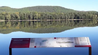 Tourbiere-de-l039etang-de-Hanau-8211-Philippsbourg_2578648