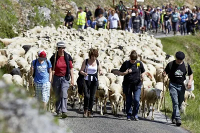 Transhumance-Rocamadour-Luzech-etape-Crayssac-8211-Luzech-8211-18-04-2026-8211-Crayssac_3316387