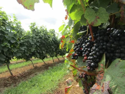 Tresor-Gourmand-Rencontre-dans-les-vignes-avec-un-vigneron-8211-24-07-2025-8211-Poyanne_2234309