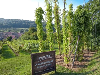 Tresors-de-votre-pays-8211-Le-houblon-a-la-Maison-de-la-Polyculture-8211-Lucey_3676400
