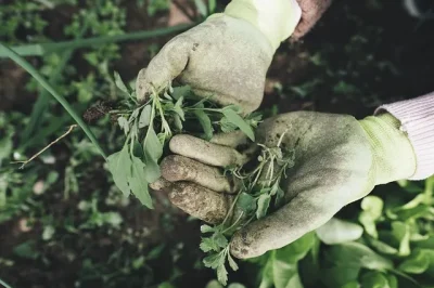 Troc-aux-plantes-8211-26-04-2026-8211-Saint-Saud-Lacoussiere_3557022