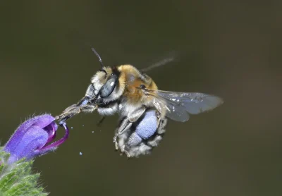 Un-apres-midi-avec-les-abeilles-8211-18-02-2026-8211-Nexon_3468026