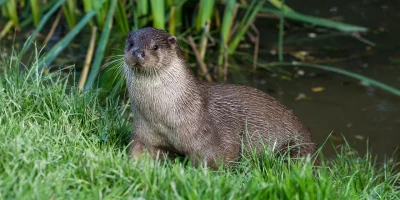 Une-habitante-insoupconnee-de-l039Adour-la-loutre-8211-27-05-2026-8211-Grenade-sur-l039Adour_3482635