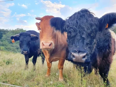 VISITE-COMMENTEE-DE-LA-FERME-DU-DEVES-8211-01-07-2025-8211-Castanet-le-Haut_2674138