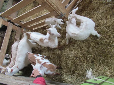 VISITE-DE-FERME-8211-22-10-2025-8211-Arzenc-d039Apcher_2132201