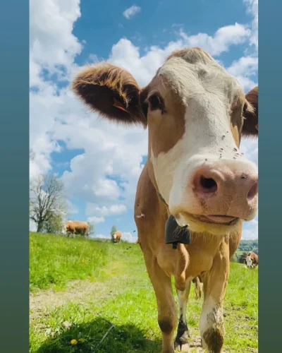 VISITE-DE-FERME-A-RIMEIZENC-8211-19-04-2025-8211-Peyre-en-Aubrac_2158216