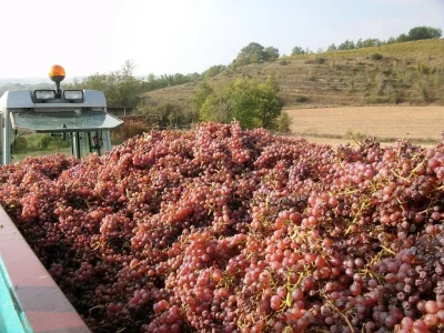 VISITE-DECOUVERTE-AU-DOMAINE-DE-HERREBOUC-8211-Saint-Jean-Poutge_2456492
