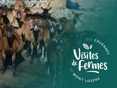 VISITES-DE-FERMES-2025-LA-FERME-DE-COCAGNE-8211-14-08-2025-8211-Saint-Etienne-du-Valdonnez_2623960