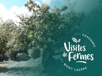 VISITES-DE-FERMES-2025-LES-CHATAIGNERAIES-DE-MATTHIAS-8211-15-08-2025-8211-Pont-de-Montvert-8211-Sud-Mont-Lozere_2725661