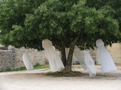 VIVARIUMS-8211-13-05-2026-8211-Barre-des-Cevennes_3175428