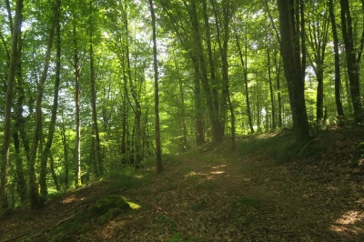 VTT-N°76-8211-Le-Bager-8211-Oloron-Sainte-Marie_3849586