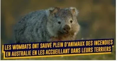 Val-de-Flore-Conference-quotla-solidarite-chez-les-animauxquot-8211-14-08-2025-8211-Saint-Pardoux-Soutiers_2654320