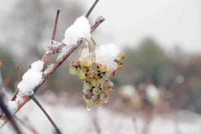 Vendanges-de-lhivernal-au-Chateau-de-Crouseilles-8211-20-12-2025-8211-Crouseilles_2613838