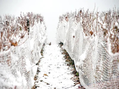 Vendanges-de-lhivernal-au-Chateau-de-Crouseilles-8211-20-12-2025-8211-Crouseilles_2983167