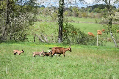 Venez-buller-avec-les-chevres-8211-12-04-2026-8211-Champsac_3558391