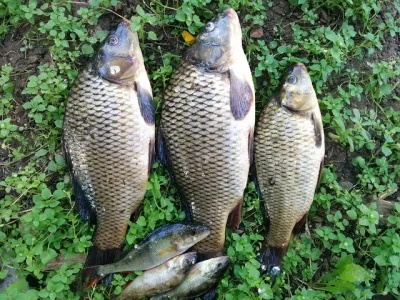 Vente-de-cartes-de-peche-etang-de-la-Graviere-8211-Saint-Brisson-sur-Loire_1549546