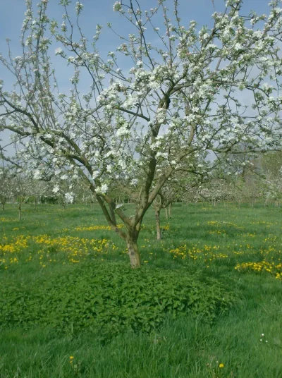 Vergers-des-fruits-anciens-Etouars-et-Soudat-8211-Soudat_2838440