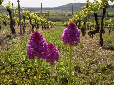 Visite-8211-Les-Cotes-de-Toul-agriculture-et-biodiversite-8211-Lucey_3644106