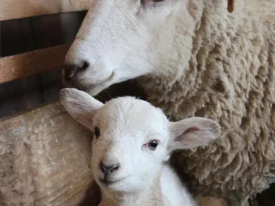 Visite-a-la-Ferme-8211-Pexonne_3739016