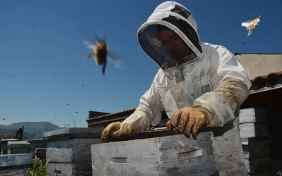 Visite-a-la-Ferme-Abeilles-et-delices-8211-18-09-2025-8211-Cambo-les-Bains_2980025