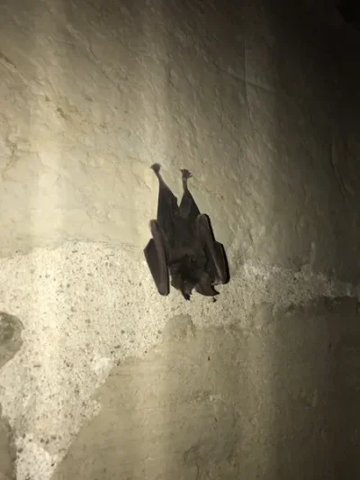 Visite-a-la-decouverte-des-chauves-souris-de-la-chartreuse-Saint-Sauveur-8211-Villefranche-de-Rouergue_3379528