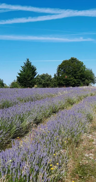 Visite-a-la-ferme-8211-recolte-et-distillation-du-lavandin-8211-Carennac_3698986