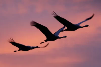 Visite-au-lever-des-Grues-cendrees-aux-Marais-du-Vigueirat_639215