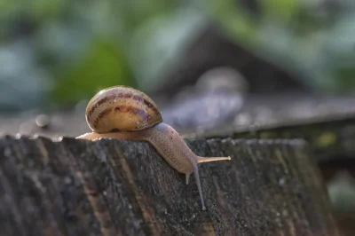 Visite-commentee-–-Elevage-d039escargots-bio-8211-13-08-2025-8211-Bersac-sur-Rivalier_2770700
