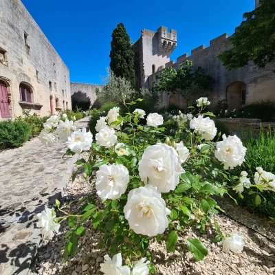 Visite-contee-8211-17-08-2025-8211-Tarascon_2513596