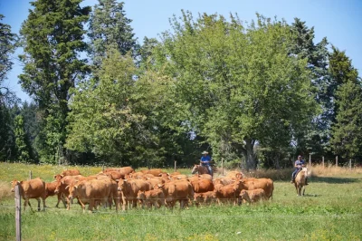 Visite-d039un-elevage-de-vaches-limousines-et-de-chevaux-de-western-8211-31-07-2025-8211-Saint-Yrieix-la-Perche_2680641
