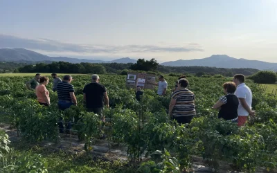 Visite-d039une-ferme-familiale-de-piment-d039Espelette-8211-07-10-2026-8211-Ainhoa_3469164