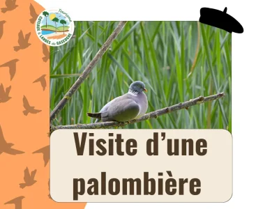 Visite-d039une-palombiere-8211-01-10-2025-8211-Anzex_3126474