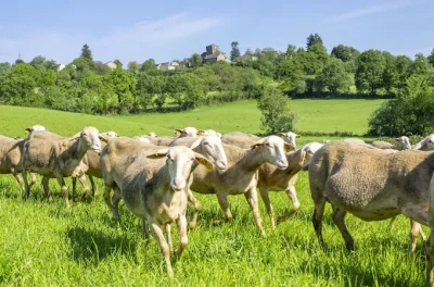 Visite-de-ferme-8211-GAEC-de-la-Carayrade-a-Buzeins-8211-Severac-d039Aveyron_2243973