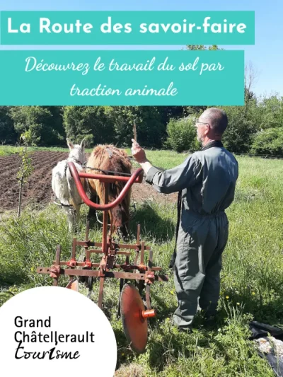 Visite-de-ferme-Decouvrez-le-travail-du-sol-par-traction-animale-8211-27-08-2025-8211-Archigny_2889300