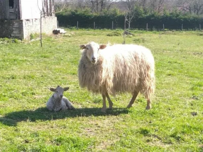 Visite-de-ferme-Partez-a-la-rencontre-des-brebis-8211-03-05-2025-8211-Archigny_2479504