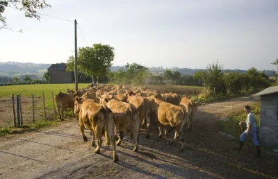 Visite-de-ferme-du-veau-de-l039Aveyron-et-du-Segala-8211-Rodez_2243659