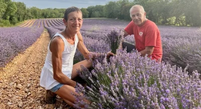 Visite-de-l039exploitation-de-lavande-bio-des-Senteurs-de-Roumegouse-8211-Lentillac-du-Causse_2929619